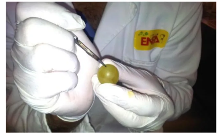 Figura  13:  Allestimento  della  prova  di  lotta  biologica  su  uva  bianca  della  varietà  “Italia” 