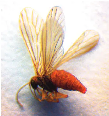 Fig. 60 - Helicoconis hirtinervis (foto da www.boldsystems.org)