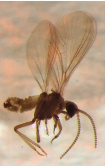 Fig. 63 - Coniopteryx lentiae  (foto Paola Riolo, 2015)