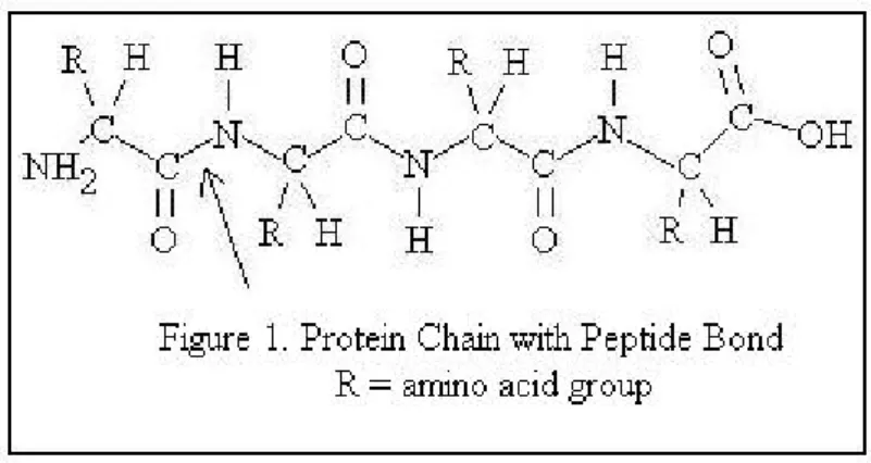 Fig. 5:  Struttura chimica di una catena proteica (prodotto costoso).  