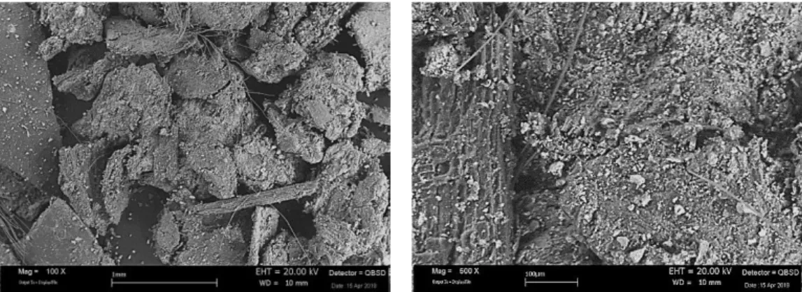 Figure 3. Typical micrographs at different magnifications of POREM bioactivator