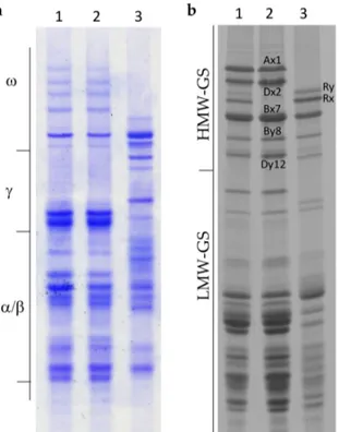 Figure 1. Comparison of gliadin (a) and glutenin (b) composition of N11, N11 XY7 , and XY7: (a) Acid