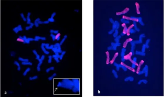 Figure 2. Genomic in situ hybridization (GISH) with total ryeCy3 labeled DNA as probe (red) on N11 XY7 (a) and XY7 (b) metaphase spreads