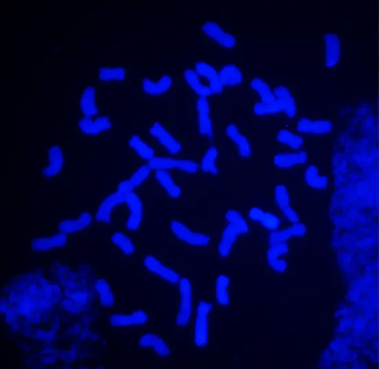 Figure S1. Metaphase spread of N11 XY7  line counterstained with DAPI for chromosomes counting