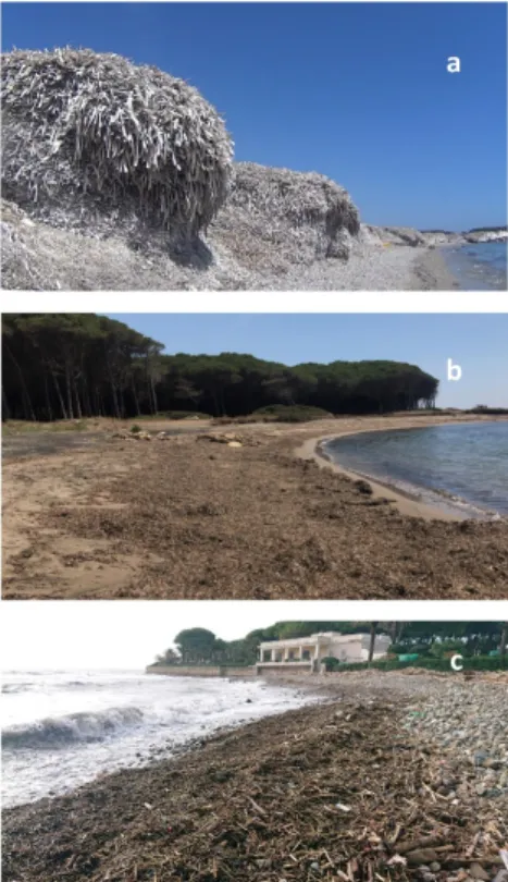 Figure 1. Seagrass beach cast classification adopted in BARGAIN project. (a) Type 1: well-structured 