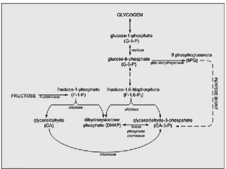 Fig. 2:  Conversione metabolica di Fruttosio in glicogeno nel fegato . 