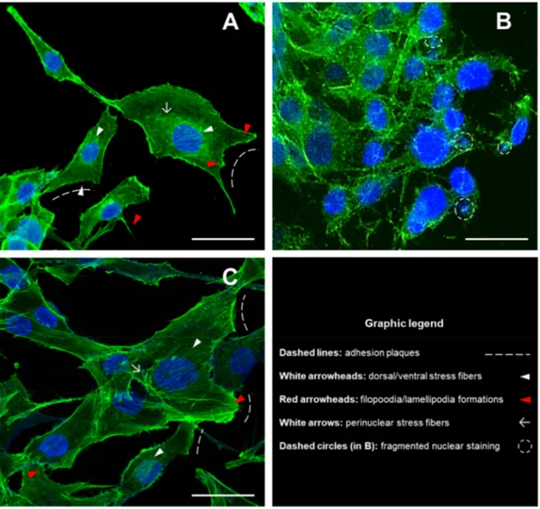 Figure 1. Morphological analysis of cytoskeleton and nuclei in MG63 cells grown for 48 h in the  presence of DM nanoparticles and DM/n-HA (2:1) nanocomposites