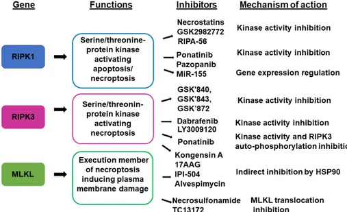 Figure 3. Key necroptotic genes and their inhibitors. 