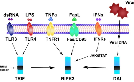 Figure 1. Necroptosis signaling triggers.  TLR, Toll-like receptor; LPS, lipopolysaccharide; TNFα, 