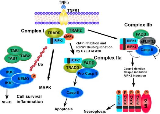 Figure 2. Survival or cell death pathways activated by TNFα/TNFR1. TNFα, tumor necrosis factor 