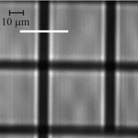 Figure 7. Particular of the PL map read from the X-ray-exposed LiF film [15]. The white line indicates the path along which the PL profile Anka3 was scanned for further analysis.