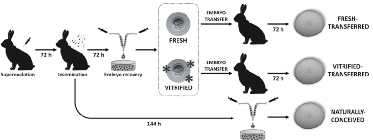 Figure  2  illustrates  the  experimental  design,  conceived  to  elucidate  the  effects  of  transferring  either fresh or vitrified-warmed embryos on their preimplantation development and metabolism