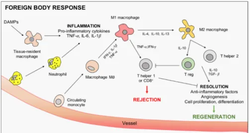 Figure 1. Graphical representation of macrophage intervention in scaffold-induced foreign body  response