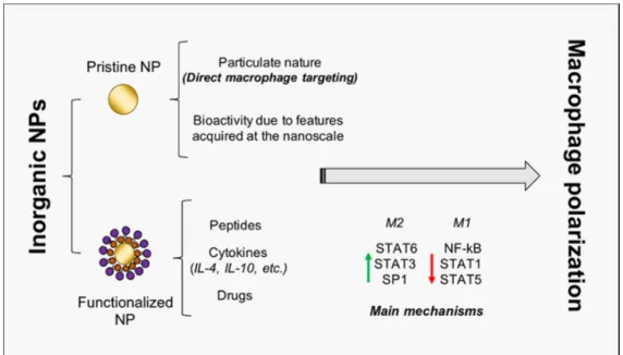 Figure 2. Inorganic NP-mediated macrophage polarization towards regeneration.  The schematic  representation of inorganic NPs double role is reported