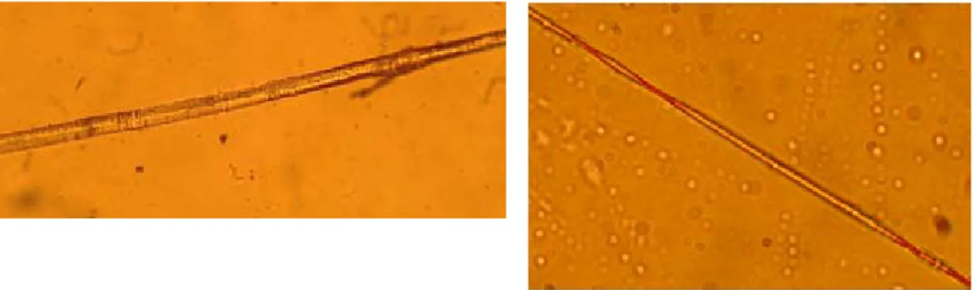 Figura 4. Foto al microscopio di una fibrilla del filo di lino (a sinistra) e una delle fibrille di  cotone rinvenute all’interno del filo di lino (a destra).