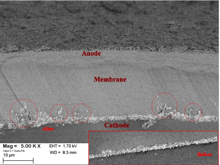 Figure 10 – FE-SEM images of MEA after the prolonged stability test. The red circular areas  evidence the fragmentation  of Pt-100 nm catalytic layer