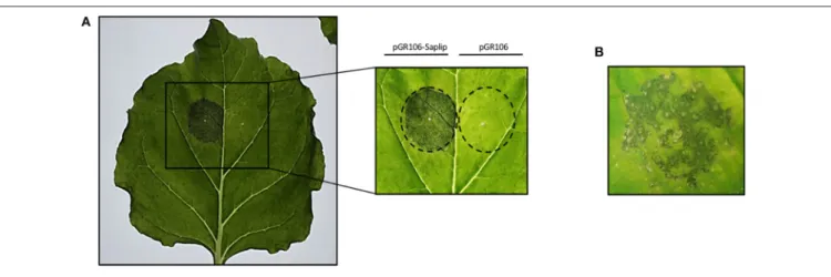 FIGURE 4 | Effect of TvSaplip12 transient expression in plant tissue. (A) Typical phenotype of N