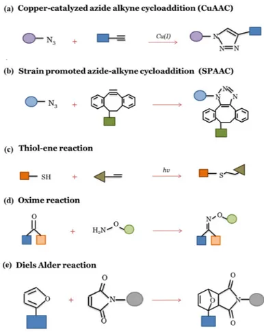 Figure 2. Schematic illustration of representative “click” reactions: (a) copper-catalyzed azide-alkyne  cycloaddition (CuAAC); (b) strain promoted azide-alkyne cycloaddition (SPAAC); (c) thiol-ene  reaction; (d) oxime reaction and (e) Diels Alder reaction