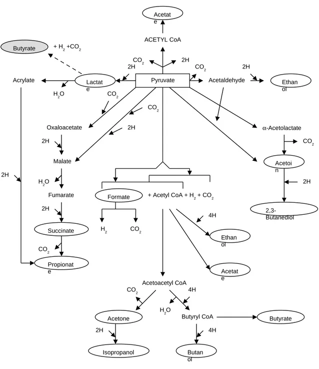 Figure 7 – Metabolic pathways of the microbical fermentations from pyruvate, as reported in                  Ref