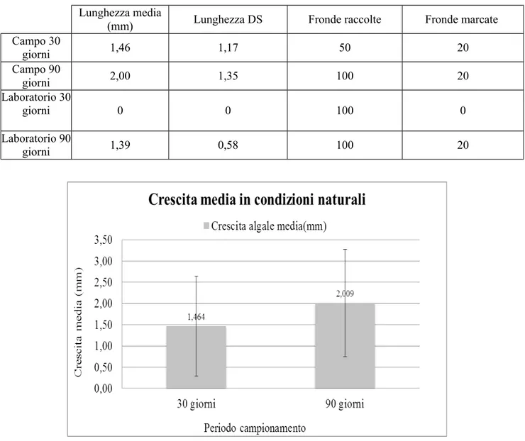 Tabella  1  -  Lunghezza  lineare  (mm)  (±  d.s.)  osservati  in  ambiente  naturale  e  controllato  di Corallina