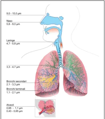 Figura 6. Penetrazione delle polveri nell'apparato respiratorio. 