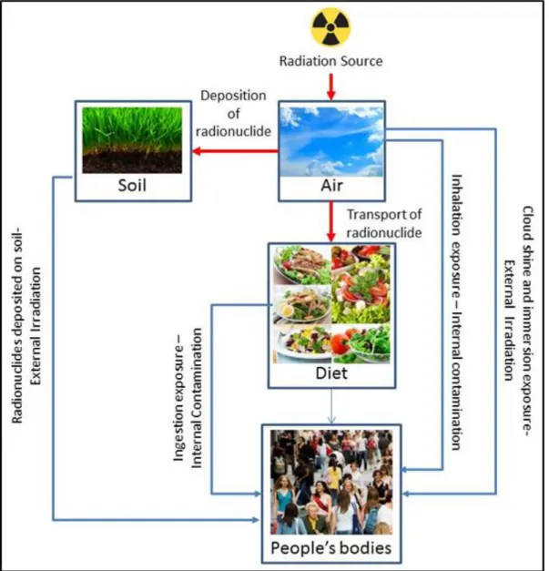 Figure 3 Pathways of transfer of radionuclides through the environment  