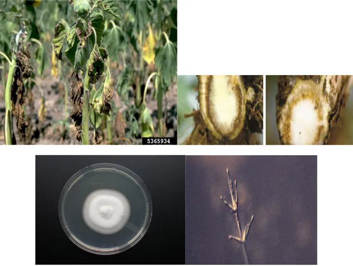 Fig. 9 – Pianta e sezione trasversale di fusto di melanzana con sintomi di tracheoverticilliosi (in 
