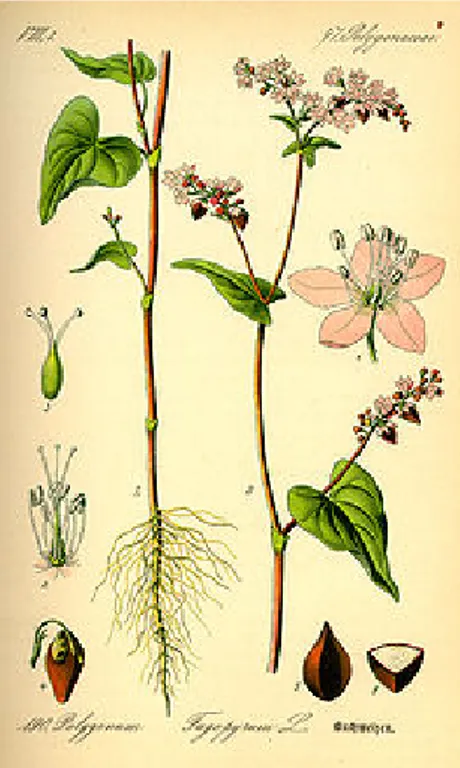Fig. 10: Fiore di Fagopyrum esculentum 