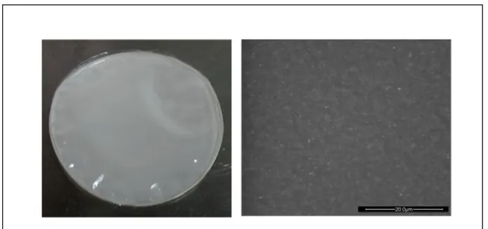 Figura 5. Campione di membrana polimerica nanocomposita.   Immagine SEM della superficie ed ingrandimento a 5000X 