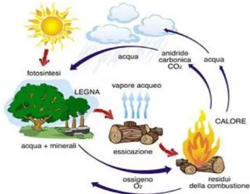Fig. 2 - Schema del ciclo del carbonio attraverso la biomassa.  3.1.1  Composizione della biomassa 