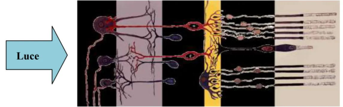 Figura 1. Schema di alcuni dei 10 strati cellulari della retina. La luce entra dalla parte sinistra