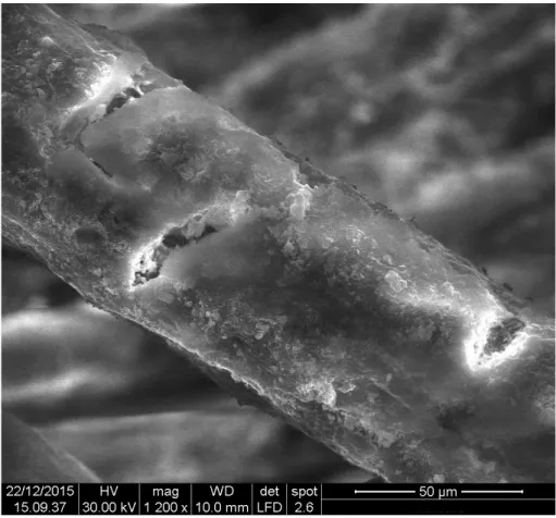 Fig. 13 - Fibra di lana, la cuticola esterna risulta essere particolarmente danneggiata: è possibile infatti notare delle evidenti  fratturazioni