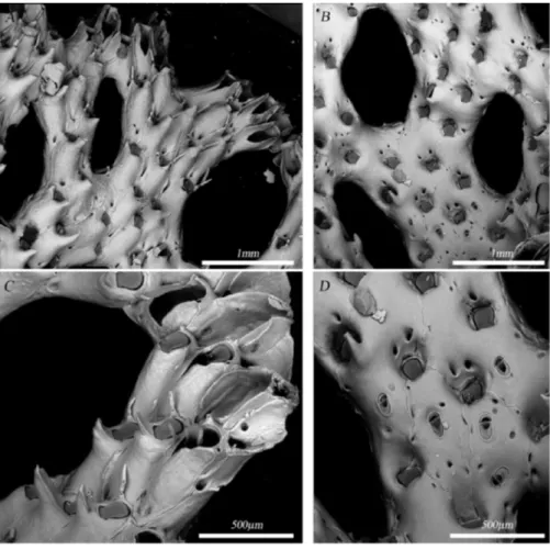 Figura  6  Reteporella  c.f.  hippocrepis.  A)  Parte  distale  della  colonia  (Ingrandimento:  60x);  B)  Parte  centrale  della  colonia (Ingrandimento: 60x); C) Dettaglio della parte distale della colonia: zooidi con spine e in fase di formazione  (Ing