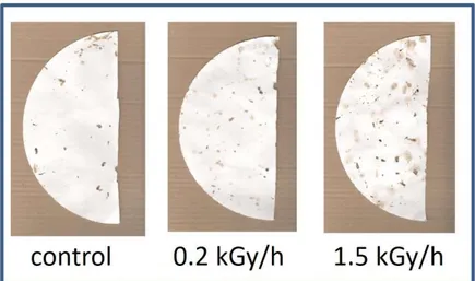 Figure 5 - Control sample and samples irradiated in air at 3 kGy absorbed doses at low (0.2 kGy/h) and high (1.5 kGy/h) dose rates  after three weeks under exposure to Blaptica dubia