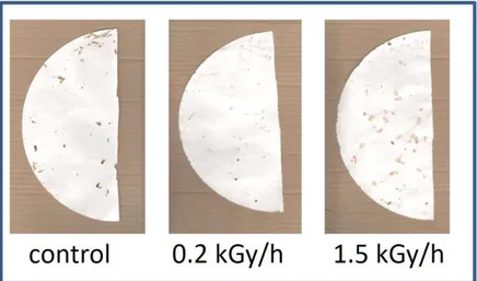 Figure 7 - Not irradiated sample (control), before and after three weeks under exposure to Blaptica dubia.