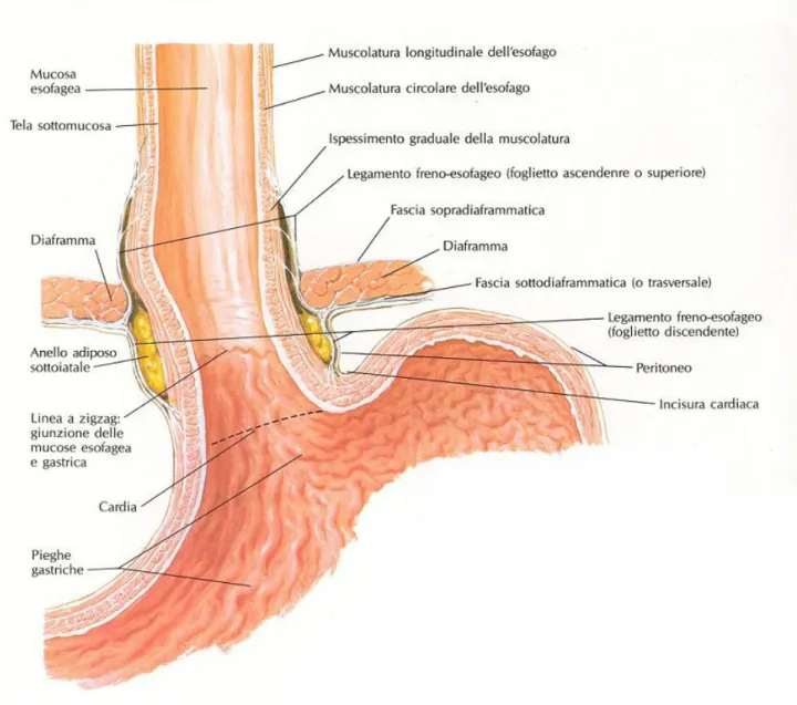 Fig. 1.1 Giunto esofago-gastrico. 