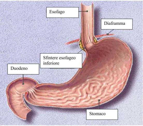 Fig. 1.3 Schema del tratto gastro-esofageo e parte del tratto gastro-intestinale. Stomaco  Diaframma Esofago Duodeno Sfintere esofageo inferiore 