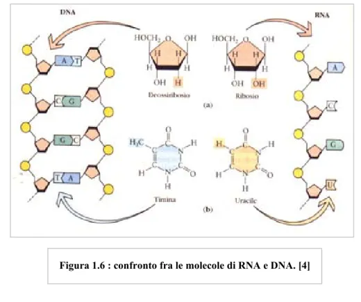 Figura 1.6 : confronto fra le molecole di RNA e DNA. [4]