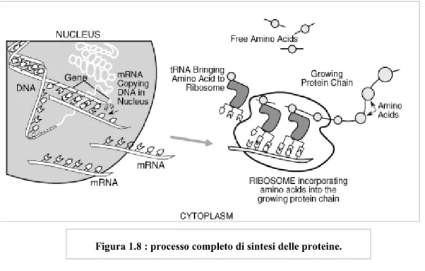 Figura 1.8 : processo completo di sintesi delle proteine.