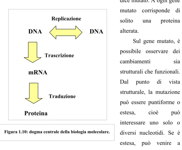 Figura 1.10: dogma centrale della biologia molecolare.