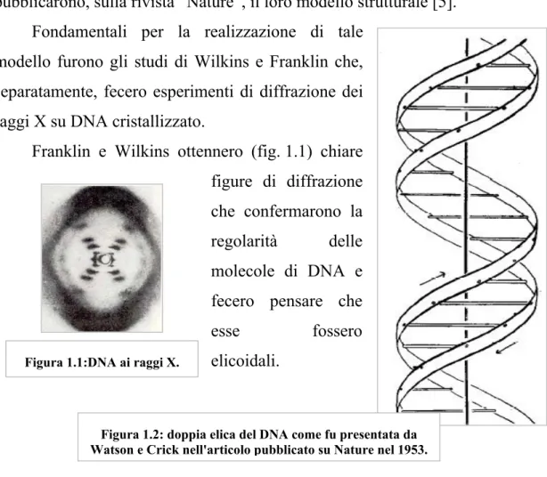 Figura 1.2: doppia elica del DNA come fu presentata da     Watson e Crick nell'articolo pubblicato su Nature nel 1953.