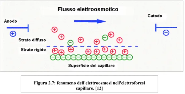 Figura 2.7: fenomeno dell'elettroosmosi nell'elettroforesi  capillare. [12]