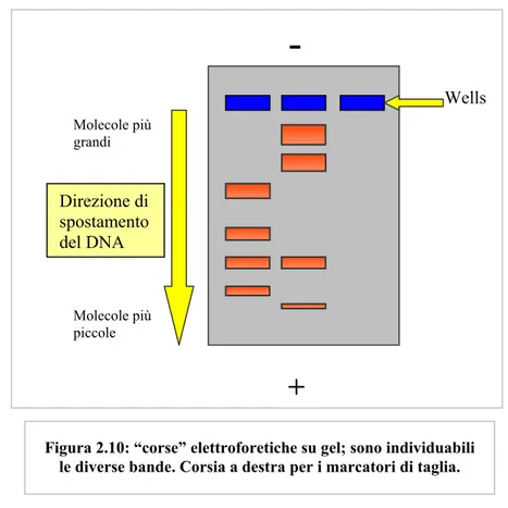 Figura 2.10: “corse” elettroforetiche su gel; sono individuabili  le diverse bande. Corsia a destra per i marcatori di taglia.