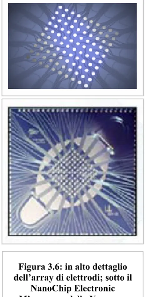 Figura 3.6: in alto dettaglio  dell’array di elettrodi; sotto il 