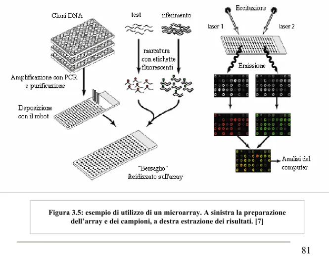 Figura 3.5: esempio di utilizzo di un microarray. A sinistra la preparazione  dell’array e dei campioni, a destra estrazione dei risultati