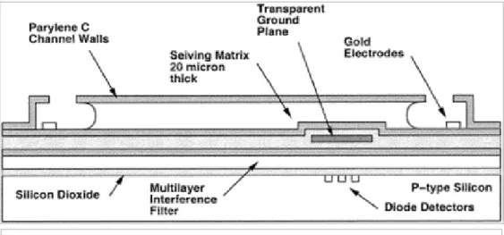 Figura 3.30: schema della sezione trasversale dello strumento per elettroforesi. Le  componenti più rilevanti di tale strumento sono i fotodiodi, il filtro di interferenza 