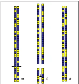 Figura 1.2 : Cross-over  single point: due cromosomi, scelti  casualmente tra quelli selezionati, hanno una  probabilità pari all’80% di essere incrociati