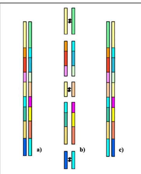 Figura 1.3 : Cross-over multi point: in questo caso se i due  cromosomi vengono prescelti per l’incrocio (a), sono  determinati stocasticamente il numero di geni da  scambiare (tre nel caso in figura) e la loro posizione  nei cromosomi (b)