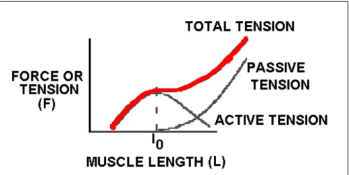 Fig. 1. 1: caratteristica meccanica del muscolo scheletrico 