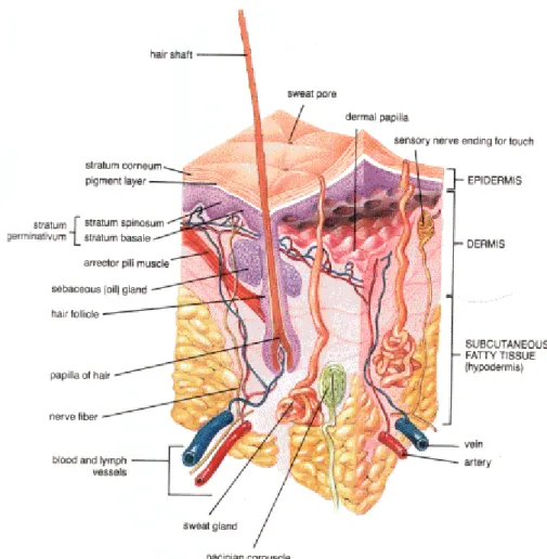 Fig. 1. 3: organizzazione funzionale della pelle 